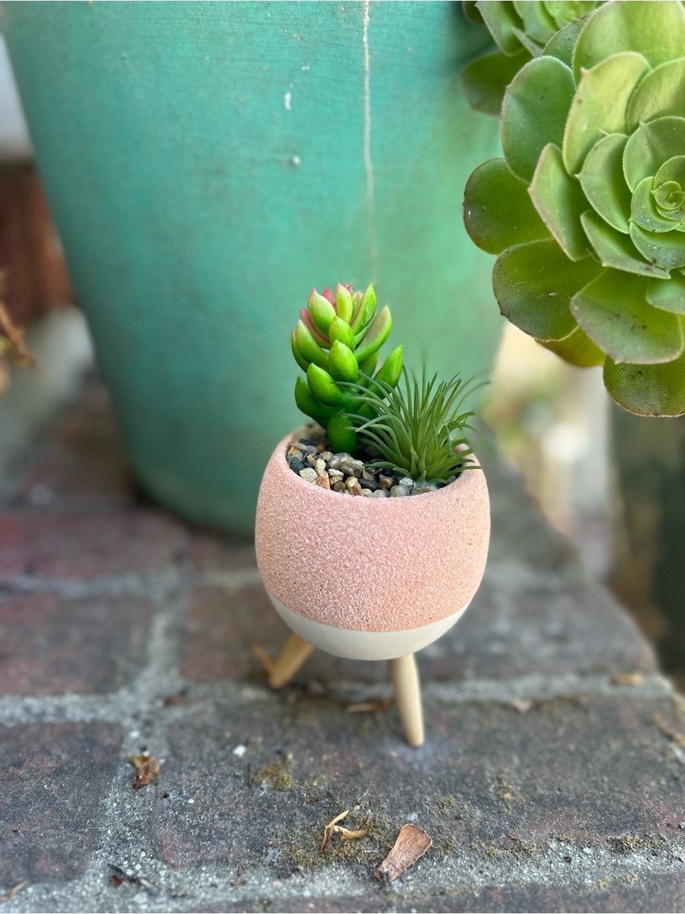 Succulent and air plant in pink pot with wooden legs